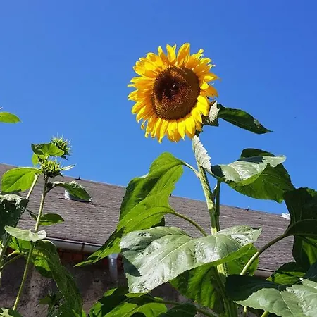 Hossies Hof - Elke Apartmán