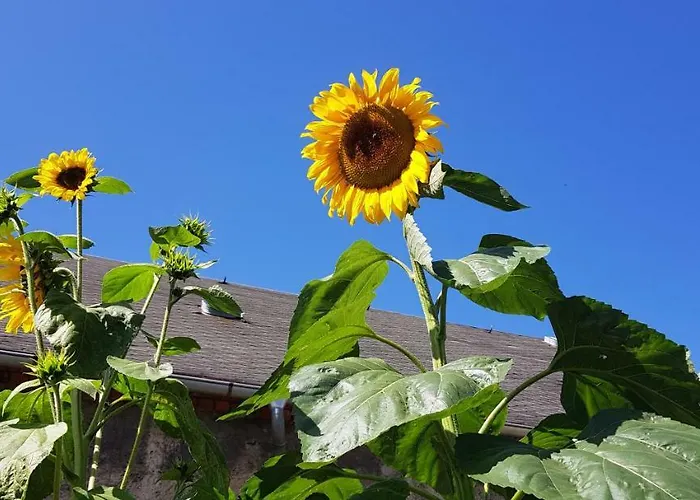 Hossies Hof - Elke Апартаменты